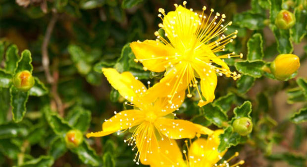 Fauna e Flora a Formentera